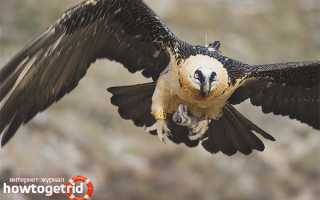 Бородач (ягнятник) — описание, среда обитания