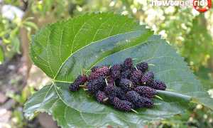 Чем полезна шелковица для организма человека