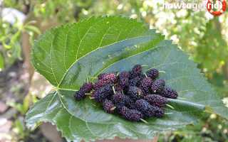 Чем полезна шелковица для организма человека