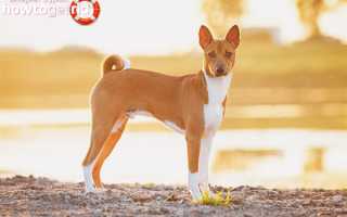 Басенджи (африканская не лающая собака) — описание породы