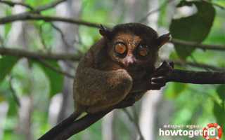 Долгопят — описание, среда обитания, образ жизни