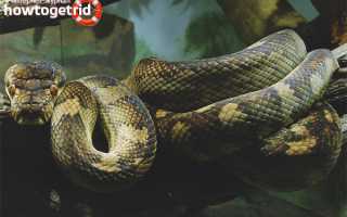 Аметистовый питон — описание, где обитает, особенности