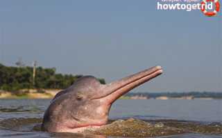 Амазонский дельфин — описание, среда обитания, образ жизни