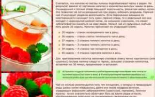 Как заваривать листья малины для размягчения шейки матки