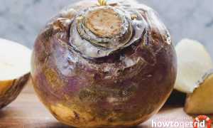 Брюква — полезные свойства и противопоказания