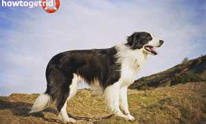 Бордер-колли — описание породы и характер собаки