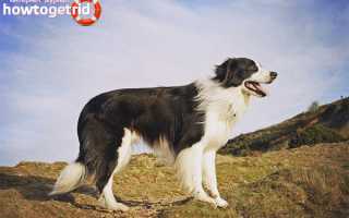 Бордер-колли — описание породы и характер собаки