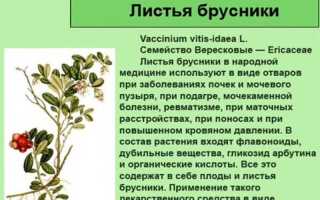 Брусничный чай — полезные свойства и противопоказания