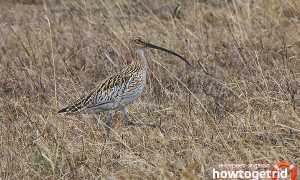 Большой кроншнеп — описание, среда обитания, интересные факты