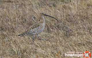 Большой кроншнеп — описание, среда обитания, интересные факты