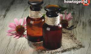 Эхинацея — лечебные свойства и противопоказания