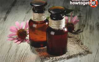 Эхинацея — лечебные свойства и противопоказания