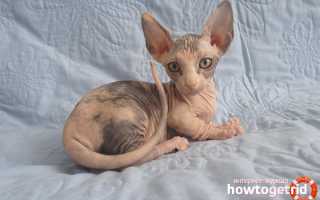 Бамбино — описание породы и характер кошки