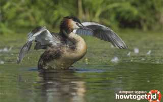 Большая поганка (чомга) — описание, среда обитания