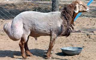 Бараний курдюк — польза и вред для здоровья