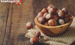 Чем полезен фундук для женщин и мужчин