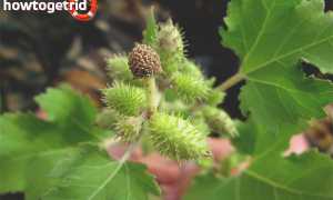 Дурнишник — лечебные свойства и противопоказания