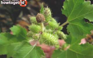 Дурнишник — лечебные свойства и противопоказания