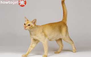 Цейлонская кошка — описание породы и характер кошки