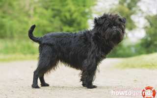 Аффенпинчер — описание породы и характер собаки