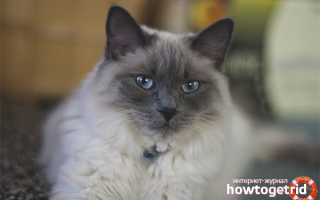 Балинезийская кошка (балинез) — описание породы