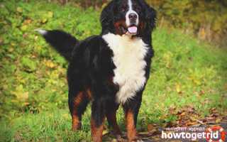 Бернский зенненхунд — описание породы и характер собаки