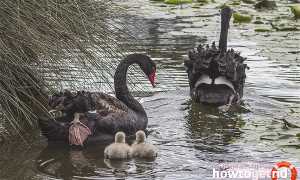 Черный лебедь — описание, среда обитания, интересные факты