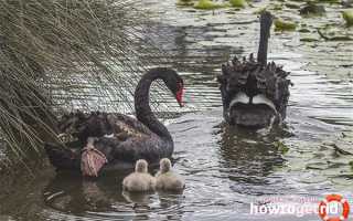 Черный лебедь — описание, среда обитания, интересные факты