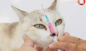 Чумка у кошки — первые признаки и лечение