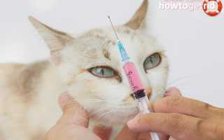 Чумка у кошки — первые признаки и лечение