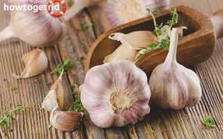 Чеснок — полезные свойства и противопоказания