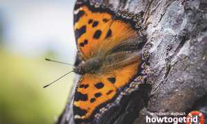 Бабочка многоцветница — описание, среда обитания, виды