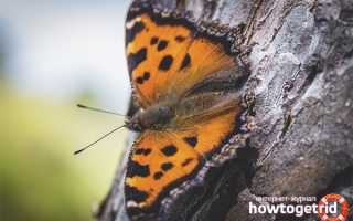 Бабочка многоцветница — описание, среда обитания, виды