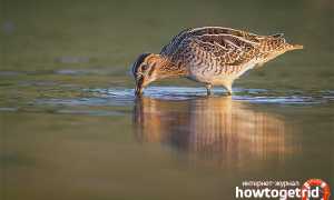 Бекас — описание, среда обитания, интересные факты