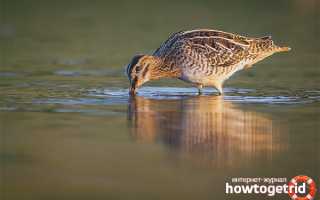 Бекас — описание, среда обитания, интересные факты