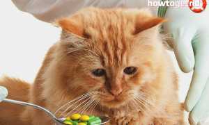 Что делать, если кота укусила оса?