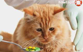 Что делать, если кота укусила оса?