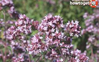 Душица — лечебные свойства и противопоказания