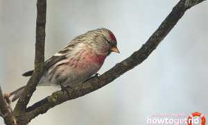 Чечетка — описание, среда обитания, интересные факты