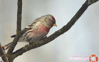 Чечетка — описание, среда обитания, интересные факты