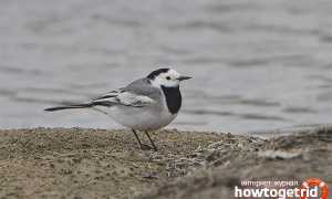 Белая трясогузка — описание, среда обитания, интересные факты