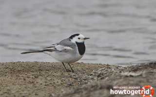 Белая трясогузка — описание, среда обитания, интересные факты