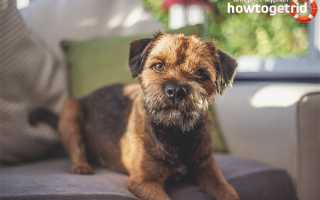 Бордер-терьер — описание породы и характер собаки