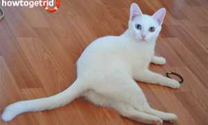 Анатолийская кошка — описание породы и характер кошки