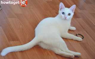 Анатолийская кошка — описание породы и характер кошки