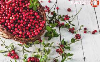 Чем полезна брусника для организма человека