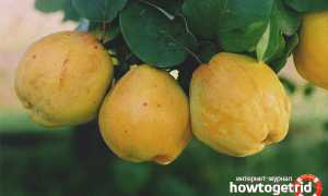 Айва — полезные свойства и противопоказания