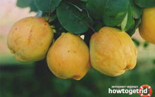 Айва — полезные свойства и противопоказания