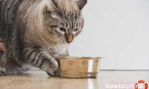 Чем кормить кошку после родов?