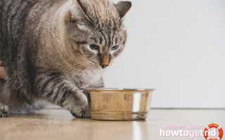 Чем кормить кошку после родов?